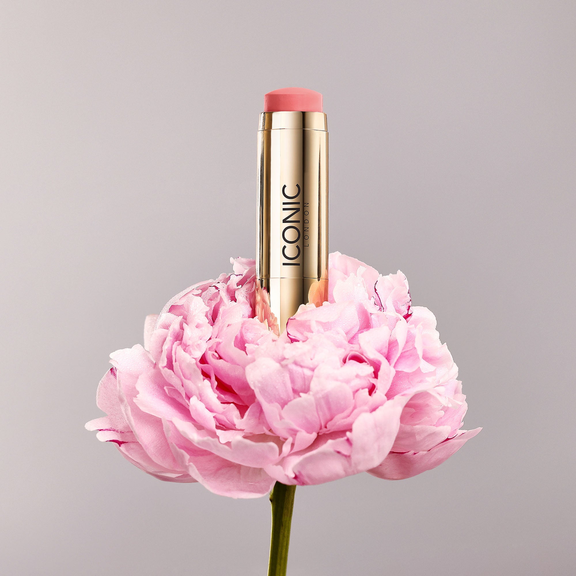 colour_Daiquiri Rose